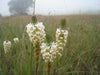 Hebenstretia Dura Shrub 5 Seeds, Fragrant Cat's Tail, Slugwort