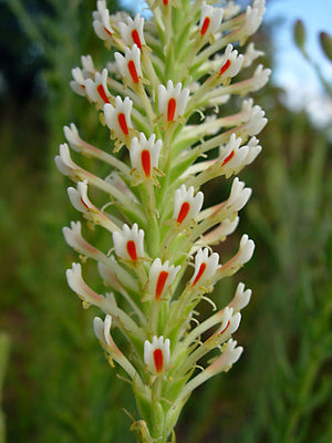 Hebenstretia Dura Shrub 5 Seeds, Fragrant Cat's Tail, Slugwort