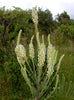 Hebenstretia Dura Shrub 5 Seeds, Fragrant Cat's Tail, Slugwort