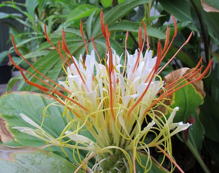 Hedychium Ellipticum 8/50 Seeds, Shaving Brush Ginger
