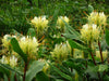 Hedychium Ellipticum 8/50 Seeds, Shaving Brush Ginger