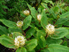 Hedychium Ellipticum 8/50 Seeds, Shaving Brush Ginger