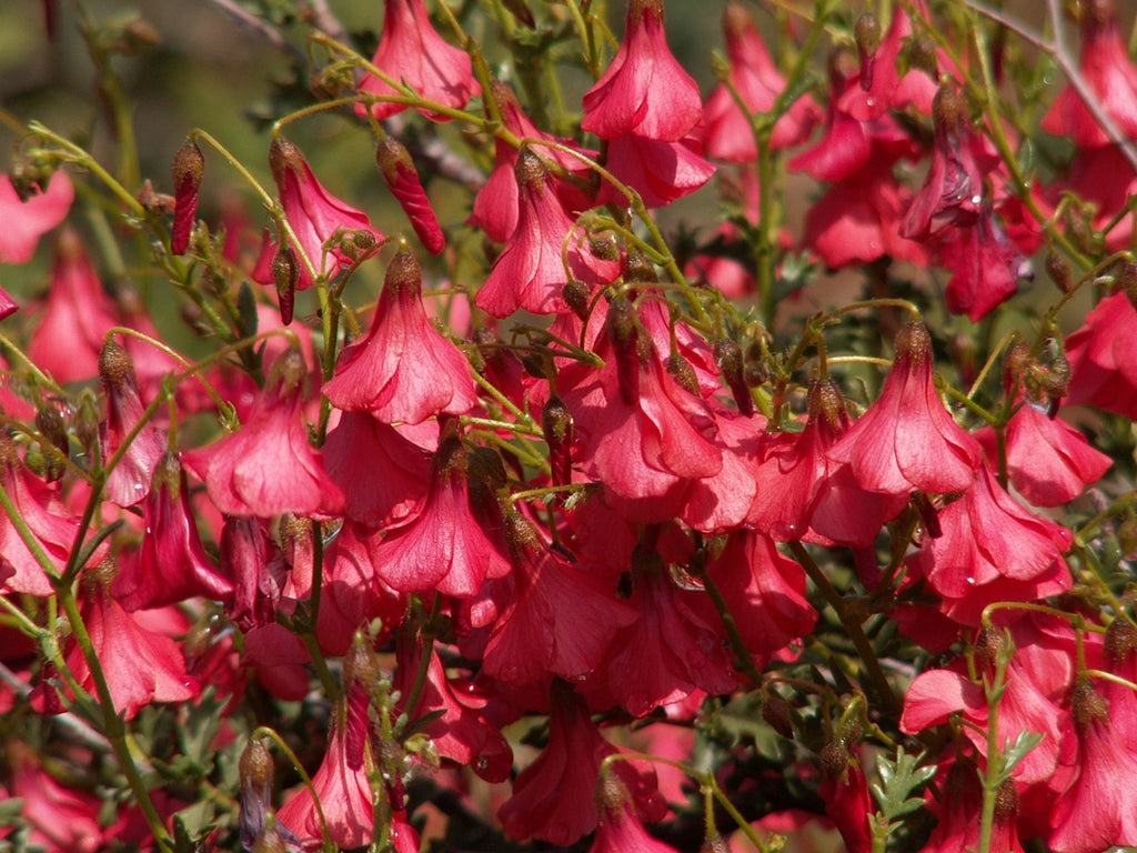 Hermannia Stricta 8 Seeds, South African Desert Rose Perennial