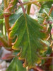 Hermannia Stricta 8 Seeds, South African Desert Rose Perennial