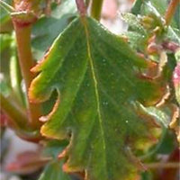 Hermannia Stricta 8 Seeds, South African Desert Rose Perennial