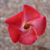 Hermannia Stricta 8 Seeds, South African Desert Rose Perennial
