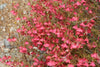 Hermannia Stricta 8 Seeds, South African Desert Rose Perennial