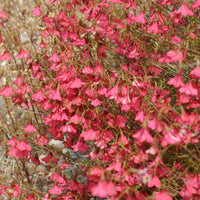 Hermannia Stricta 8 Seeds, South African Desert Rose Perennial