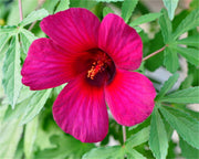 Hibiscus Radiatus 15 Seeds, Monarch Rosemallow Medicinal Perennial