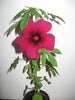 Hibiscus Radiatus 15 Seeds, Monarch Rosemallow Medicinal Perennial