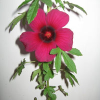 Hibiscus Radiatus 15 Seeds, Monarch Rosemallow Medicinal Perennial