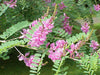 Indigofera pseudo- tinctoria 20-500 Seeds, Chinese True Indigo Shrub Ground Cover