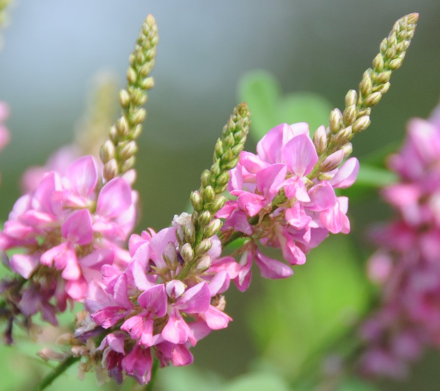 Indigofera pseudo- tinctoria 20-500 Seeds, Chinese True Indigo Shrub Ground Cover