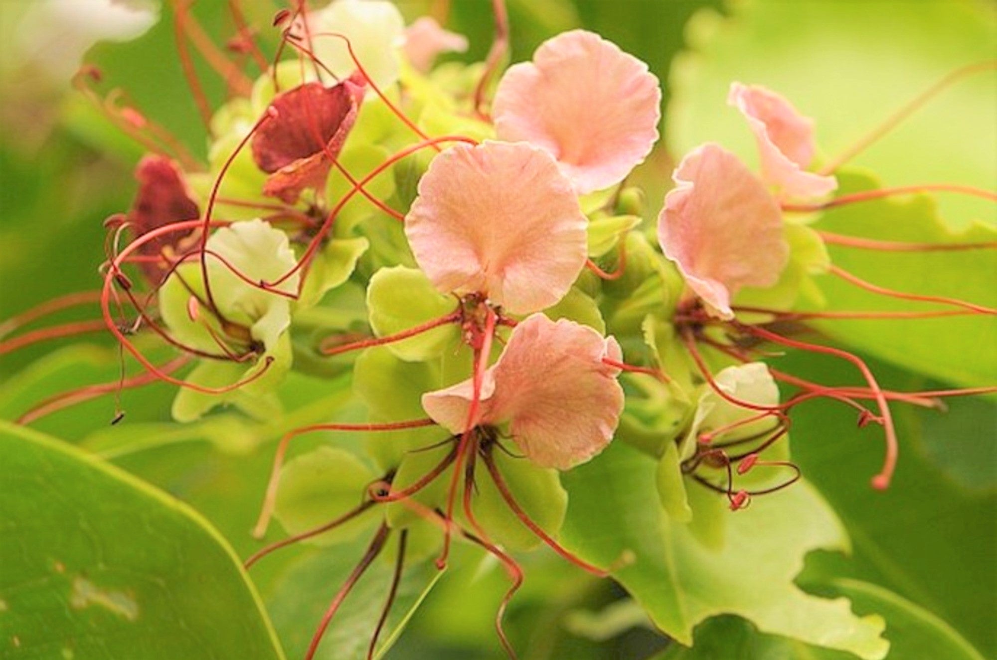 Intsia Bijuga Tree 1 Large Seed Fragrant Flowering Moluccan Ironwood ...