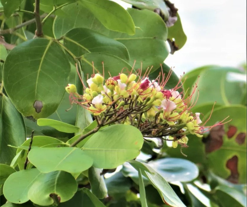 Intsia Bijuga Tree 1 Large Seed Fragrant Flowering Moluccan Ironwood ...