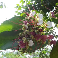 Intsia Bijuga Tree 1 Large Seed Fragrant Flowering Moluccan Ironwood