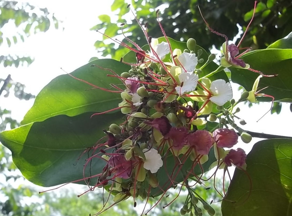 Intsia Bijuga Tree 1 Large Seed Fragrant Flowering Moluccan Ironwood ...