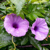 Ipomoea Palmata Cairica Vine 10 Seeds, Cairo Morning Glory