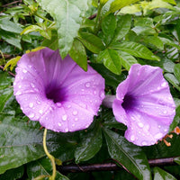 Ipomoea Palmata Cairica Vine 10 Seeds, Cairo Morning Glory