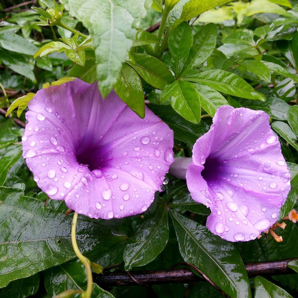 Ipomoea Palmata Cairica Vine 10 Seeds, Cairo Morning Glory