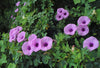 Ipomoea Palmata Cairica Vine 10 Seeds, Cairo Morning Glory