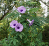 Ipomoea Palmata Cairica Vine 10 Seeds, Cairo Morning Glory