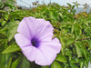 Ipomoea Palmata Cairica Vine 10 Seeds, Cairo Morning Glory