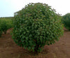 Jatropha Curcas Tree 5 OR 50 Seeds, Biodiesel Fuel Source