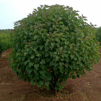 Jatropha Curcas Tree 5 OR 50 Seeds, Biodiesel Fuel Source