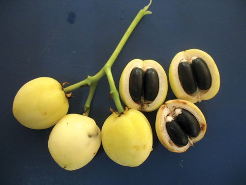 plant jatropha seeds Jatropha Curcas Tree 5 OR 50 Seeds, Biodiesel Fuel Source, Physic Nut,