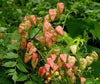 Koelreuteria Paniculata 15/100/500 Seeds, Ornamental Flowering Golden Rain Tree