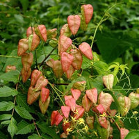 Koelreuteria Paniculata 15/100/500 Seeds, Ornamental Flowering Golden Rain Tree