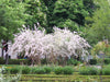 Kolkwitzia Amabilis 15/50/100 Seeds, Cold Hardy Beauty Bush