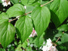 Kolkwitzia Amabilis 15/50/100 Seeds, Cold Hardy Beauty Bush