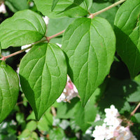 Kolkwitzia Amabilis 15/50/100 Seeds, Cold Hardy Beauty Bush