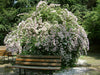 Kolkwitzia Amabilis 15/50/100 Seeds, Cold Hardy Beauty Bush