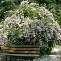 Kolkwitzia Amabilis 15/50/100 Seeds, Cold Hardy Beauty Bush