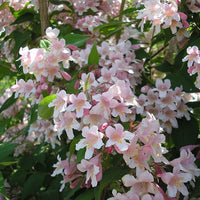 Kolkwitzia Amabilis 15/50/100 Seeds, Cold Hardy Beauty Bush