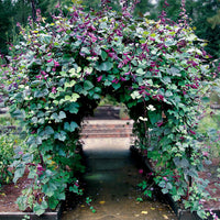 Lablab Purpureus 10 Seeds, Hyacinth Bean, Dolichos Vine