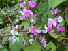 Lablab Purpureus 10 Seeds, Hyacinth Bean, Dolichos Vine