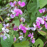 Lablab Purpureus 10 Seeds, Hyacinth Bean, Dolichos Vine
