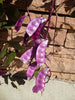Lablab Purpureus 10 Seeds, Hyacinth Bean, Dolichos Vine