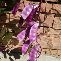 Lablab Purpureus 10 Seeds, Hyacinth Bean, Dolichos Vine