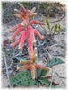 Lachenalia Rubida 15 Seeds, A South African Bulbous Garden Plant
