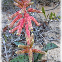 Lachenalia Rubida 15 Seeds, A South African Bulbous Garden Plant