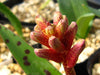 Lachenalia Rubida 15 Seeds, A South African Bulbous Garden Plant