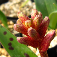 Lachenalia Rubida 15 Seeds, A South African Bulbous Garden Plant