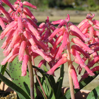 Lachenalia Rubida 15 Seeds, A South African Bulbous Garden Plant