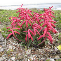 Lachenalia Rubida 15 Seeds, A South African Bulbous Garden Plant