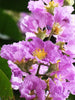 Lagerstroemia speciosa 20-500 Seeds Queens Crape Myrtle